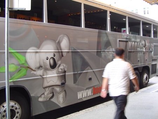 koala